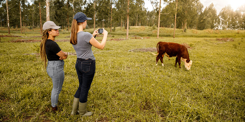 Agricultural Uses for Infrared Thermometer Technology